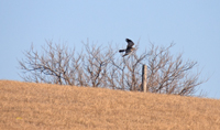 Northern Harrier 6309